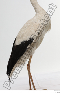 Black stork back body wing 0001.jpg